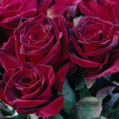 Mirisno ulje Black Baccara - 2 - Mirisno ulje Black Baccare je ekstravagantna cvjetna mješavina inspirirana raskošnim mirisom  Mirisno ulje Black Baccara - 2 - Mirisno ulje Black Baccare je ekstravagantna cvjetna mješavina inspirirana raskošnim mirisom