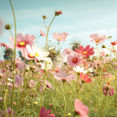 Mirisno ulje Blooming Paradise - 1 - Blooming Paradise je svijetlo cvjetno-zeleno mirisno ulje koje unosi svježinu i radost u  Mirisno ulje Blooming Paradise - 1 - Blooming Paradise je svijetlo cvjetno-zeleno mirisno ulje koje unosi svježinu i radost u